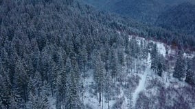 Longueur aérienne de forêt d'arbre de sapin d'hiver dans les montagnes Vue d'en haut des pins couverts de neige Quadcopter banque de vidéos Longueur aérienne de forêt d'arbre de sapin d'hiver dans les montagnes Vue d'en haut des pins couverts de neige Quadcopter banque de vidéos