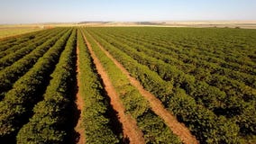 Longueur aérienne de plantation de café au Brésil clips vidéos Longueur aérienne de plantation de café au Brésil clips vidéos