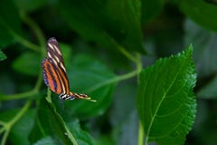 Longwing πεταλούδα τιγρών που στέκεται σε ένα φύλλο, έτοιμο για την απογείωση στοκ εικόνα Longwing πεταλούδα τιγρών που στέκεται σε ένα φύλλο, έτοιμο για την απογείωση στοκ εικόνα