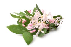 Lonicera Tatarica Branch With Flowers Royalty Free Stock Photography Lonicera Tatarica Branch With Flowers Royalty Free Stock Photography