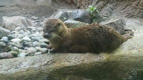 Lontra bagnata che prepara per un'altra nuotata come si siede sulla riva circondata dalle rocce fotografie stock Lontra bagnata che prepara per un'altra nuotata come si siede sulla riva circondata dalle rocce fotografie stock