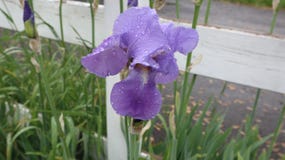 A look at a wet purple flower stock photography A look at a wet purple flower stock photography