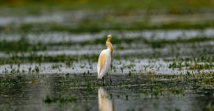 Lookback: Egret скотин/Bubulcus ibis в разводить оперение стоковые фото Lookback: Egret скотин/Bubulcus ibis в разводить оперение стоковые фото