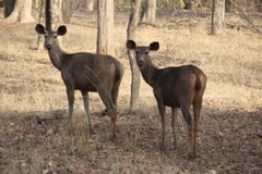 looking back of sambher deer alertness stock photo looking back of sambher deer alertness stock photo