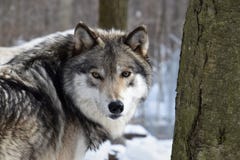 Looking into the eyes of a Timber wolf royalty free stock images Looking into the eyes of a Timber wolf royalty free stock images