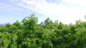 Looking outward over tree canopy swaying in the breeze with the sun through the leaves with a steady parallel movement through can stock video Looking outward over tree canopy swaying in the breeze with the sun through the leaves with a steady parallel movement through can stock video