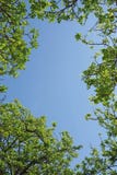 Looking through the tree canopy to the blue sky beyond Stock Photography Looking through the tree canopy to the blue sky beyond Stock Photography
