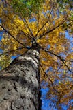 Looking Up stock photography Looking Up stock photography