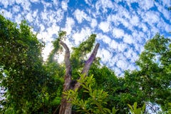 Looking up into the Forest to clouds blue sky, Path among the tr Royalty Free Stock Photos Looking up into the Forest to clouds blue sky, Path among the tr Royalty Free Stock Photos