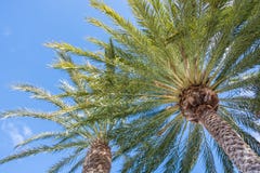 Summery palm trees in front of blue sky royalty free stock image Summery palm trees in front of blue sky royalty free stock image