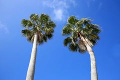 Looking up at two tall beautiful cabbage palm trees stock image Looking up at two tall beautiful cabbage palm trees stock image