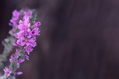 Loosestrifeblommanärbild på grå bakgrund fotografering för bildbyråer Loosestrifeblommanärbild på grå bakgrund fotografering för bildbyråer