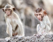 Lopburi Thailand royalty free stock photos Lopburi Thailand royalty free stock photos