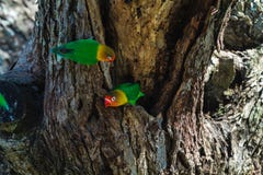 Lorikeet twee dichtbij het nest Tanzania, Afrika royalty-vrije stock afbeelding Lorikeet twee dichtbij het nest Tanzania, Afrika royalty-vrije stock afbeelding