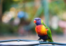 Lorikeet Ένα όμορφο πουλί Lorikeet ουράνιων τόξων με το υπόβαθρο θαμπάδων στοκ φωτογραφίες Lorikeet Ένα όμορφο πουλί Lorikeet ουράνιων τόξων με το υπόβαθρο θαμπάδων στοκ φωτογραφίες