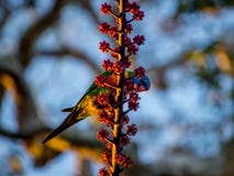 Lorikeet радуги подавая на красных ягодах Стоковая Фотография Lorikeet радуги подавая на красных ягодах Стоковая Фотография