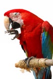 Loro Loro