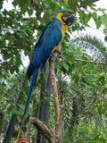 Loro en un parque zoológico de Tailandia fotografía de archivo libre de regalías Loro en un parque zoológico de Tailandia fotografía de archivo libre de regalías