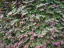 Loropetalum chinense tło Zdjęcie Stock Loropetalum chinense tło Zdjęcie Stock