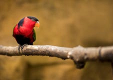 Lory Lorius попугая сидит на ветви и вахтах стоковая фотография rf Lory Lorius попугая сидит на ветви и вахтах стоковая фотография rf