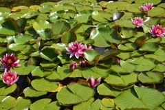Los agua-lirios rosados florecientes (Nymphaea L ), fondo fotos de archivo Los agua-lirios rosados florecientes (Nymphaea L ), fondo fotos de archivo