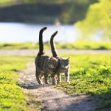 Los amantes juntan el paseo de gatos rayado juntos en prado verde en Sunn fotografía de archivo libre de regalías Los amantes juntan el paseo de gatos rayado juntos en prado verde en Sunn fotografía de archivo libre de regalías