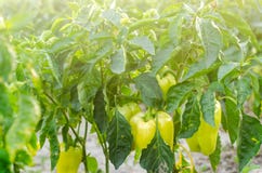 los arbustos de la pimienta amarilla/verde crecen en el campo filas vegetales Cultivo, agricultura Paisaje con la región agrícola fotografía de archivo libre de regalías los arbustos de la pimienta amarilla/verde crecen en el campo filas vegetales Cultivo, agricultura Paisaje con la región agrícola fotografía de archivo libre de regalías