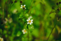 Los botones de capa son una manera común de flores imágenes de archivo libres de regalías Los botones de capa son una manera común de flores imágenes de archivo libres de regalías
