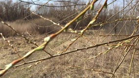 Los brotes en las ramas de la naturaleza de los árboles saltan almacen de metraje de vídeo Los brotes en las ramas de la naturaleza de los árboles saltan almacen de metraje de vídeo
