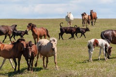 Los caballos con los potros, vacas con los becerros pastan en un prado del verano fotografía de archivo Los caballos con los potros, vacas con los becerros pastan en un prado del verano fotografía de archivo