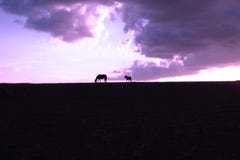 Los caballos siluetean en el top de una colina imagenes de archivo Los caballos siluetean en el top de una colina imagenes de archivo