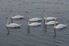 Los cisnes son un género de los pájaros del Anatidae de la familia fotografía de archivo Los cisnes son un género de los pájaros del Anatidae de la familia fotografía de archivo