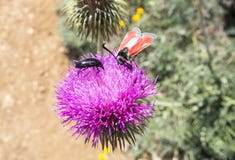 Los escarabajos se sientan en una flor Fotos de archivo libres de regalías Los escarabajos se sientan en una flor Fotos de archivo libres de regalías