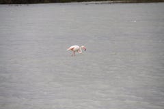 Los flamencos varan el vuelo Sun España del pájaro de los pájaros del viento del mar de las nubes fotos de archivo libres de regalías Los flamencos varan el vuelo Sun España del pájaro de los pájaros del viento del mar de las nubes fotos de archivo libres de regalías