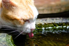 Los gatos rojos beben el agua en el jardín fotos de archivo libres de regalías Los gatos rojos beben el agua en el jardín fotos de archivo libres de regalías
