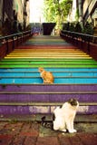 Los gatos se sientan delante de las escaleras pintadas coloridas fotos de archivo Los gatos se sientan delante de las escaleras pintadas coloridas fotos de archivo