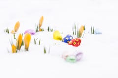 Los huevos de Pascua hermosos del chocolate con el azafrán amarilla florecen en fresco fotografía de archivo Los huevos de Pascua hermosos del chocolate con el azafrán amarilla florecen en fresco fotografía de archivo
