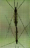 Los insectos unidos ataron al modelo geométrico de la forma de la puerta de malla imágenes de archivo libres de regalías Los insectos unidos ataron al modelo geométrico de la forma de la puerta de malla imágenes de archivo libres de regalías
