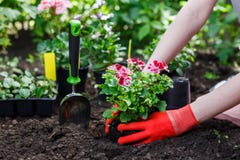 Los jardineros dan el establecimiento de las flores en el jardín, cierre encima de la foto fotos de archivo libres de regalías Los jardineros dan el establecimiento de las flores en el jardín, cierre encima de la foto fotos de archivo libres de regalías