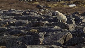Los lobos árticos, el lobo corren en la manada, intentando enjuagar el débil o el lento Canadá del norte imagen de archivo Los lobos árticos, el lobo corren en la manada, intentando enjuagar el débil o el lento Canadá del norte imagen de archivo
