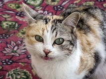 Los ojos de gato más hermosos, de cerca los ojos de las imágenes del gato, diversas y originales del gato imagenes de archivo Los ojos de gato más hermosos, de cerca los ojos de las imágenes del gato, diversas y originales del gato imagenes de archivo