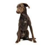 Los oídos hermosos del vuelo mezclaron el perro de la raza que se sentaba en el estudio blanco imagen de archivo libre de regalías Los oídos hermosos del vuelo mezclaron el perro de la raza que se sentaba en el estudio blanco imagen de archivo libre de regalías