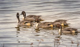 Los patos del pato rojizo septentrional agruparon juntos imagen de archivo libre de regalías Los patos del pato rojizo septentrional agruparon juntos imagen de archivo libre de regalías