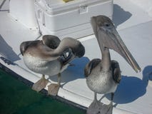 los pelícanos se están sentando en un barco fotos de archivo libres de regalías los pelícanos se están sentando en un barco fotos de archivo libres de regalías
