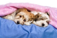 los perritos havanese perro de dos perritos havanese de mentira lindo en una colcha rosada foto de archivo los perritos havanese perro de dos perritos havanese de mentira lindo en una colcha rosada foto de archivo