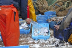 Los pescadores dan el retén de pescados de trabajo en cubierta de barco Fotos de archivo libres de regalías Los pescadores dan el retén de pescados de trabajo en cubierta de barco Fotos de archivo libres de regalías