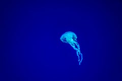 Los pescados de jalea son que nadan y que brillan intensamente en el agua azul marino fotografía de archivo libre de regalías Los pescados de jalea son que nadan y que brillan intensamente en el agua azul marino fotografía de archivo libre de regalías