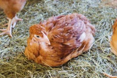 Los pollos se sientan en la hierba en la casa de gallina imagen de archivo Los pollos se sientan en la hierba en la casa de gallina imagen de archivo