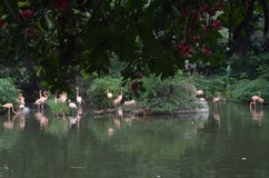 Los pájaros llamativos en la charca imágenes de archivo libres de regalías Los pájaros llamativos en la charca imágenes de archivo libres de regalías