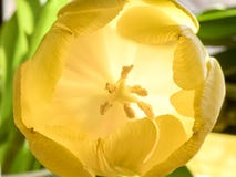 Los pétalos amarillos suaves del tulipán que se abren y que desenroscan delicado revelan foto de archivo libre de regalías Los pétalos amarillos suaves del tulipán que se abren y que desenroscan delicado revelan foto de archivo libre de regalías
